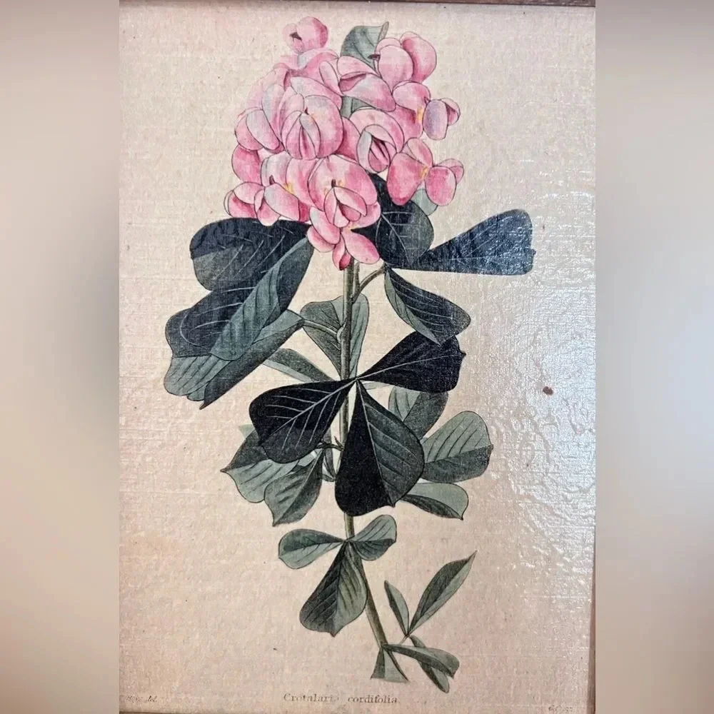 Z Gallerie MCM Vintage Floral‎ Botanical Wall Decor